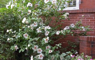 The Starkey Mansion Flowers